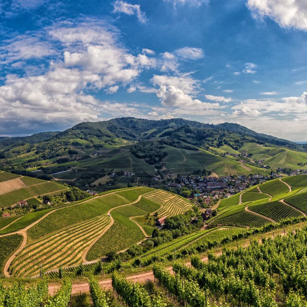 Weinwandern Weinparadies Ortenau